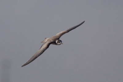 Black Tern