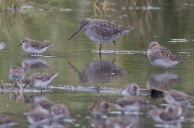 Long-billed Dowitcher