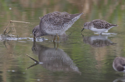 Long-billed Dowitcher