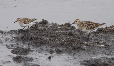 Least & Pectoral Sandpipers