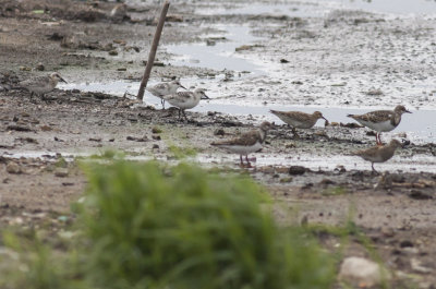 Sanderlings, Ruddy Turnstones & Pectoral Sandpipers