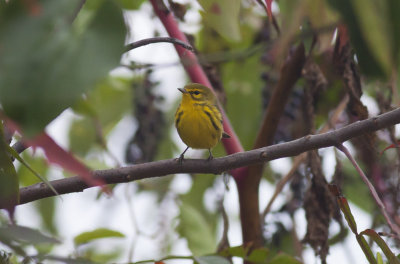 Prairie Warbler