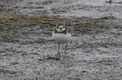 Semipalmated Plover