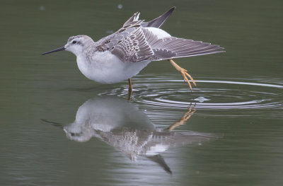 Wilson's Phalarope