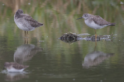 Long-billed Dowitcher & Lesser Yellowlegs