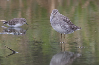 Long-billed Dowitcher & Least Sandpiper