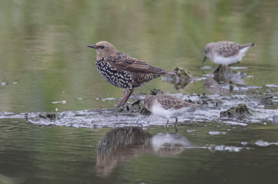 European Starling & Least Sandpipers