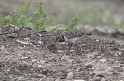 Ruddy Turnstone