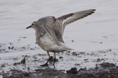 Red Knot