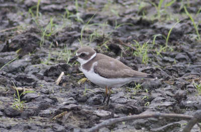 Semipalmated Plover