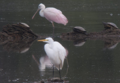 Roseate Spoonbill