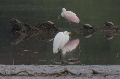 Roseate Spoonbill