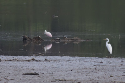 Roseate Spoonbill