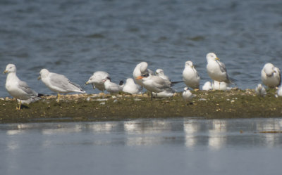 Common, Forster's, Caspian Terns & Ring-billed Gulls