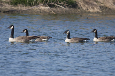 Canada Geese