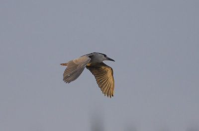 Black-crowned Night-Heron