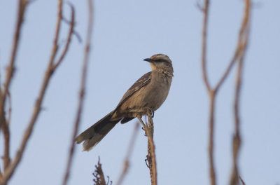 Chalk-browed Mockingbird