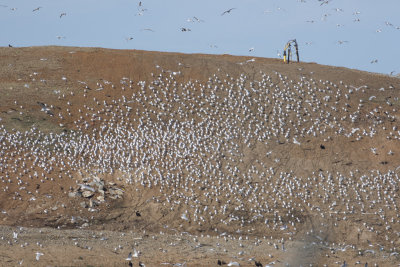 Rutherford Co Landfill Gulls