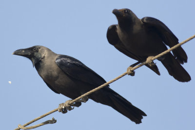 House Crows