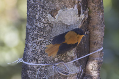 Black-and-rufous Flycatcher