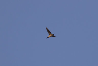 Indian Swiftlet