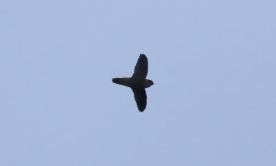 Indian Swiftlet