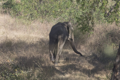 Asian Elephant (domesticated)