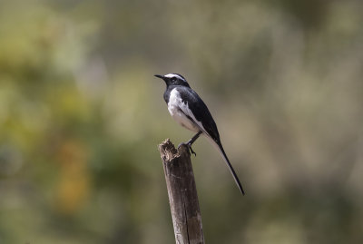 White-browed Wagtail