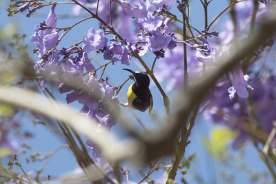 Purple-rumped Sunbird