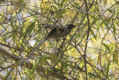 Asian Koel