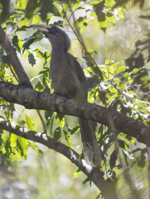 Malabar Gray Hornbill