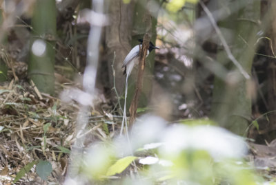 Asian Paradise Flycatcher