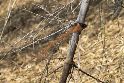 Asian Paradise Flycatcher