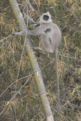 Gray Langur