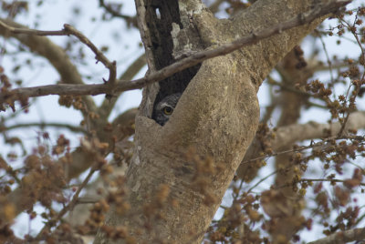 Spotted Owlet.
