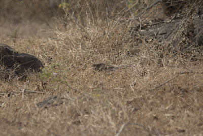 Savannah Nightjar 
