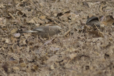 Yellow-billed Babblers