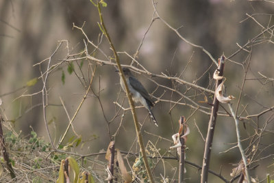 Gray-bellied Cuckoo