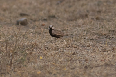 Ashy-crowned Sparrow-Lark