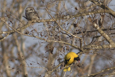 Spotted Owlet & Black-hooded Oriole