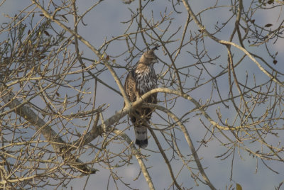 Crested Hawk-Eagle