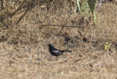 Indian Robin