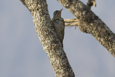 Streak-throated Woodpecker