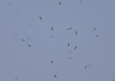 Wooly-necked Storks
