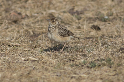 Jerdon's Bushlark