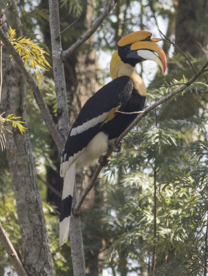 Great Hornbill