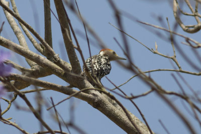 Yellow-crowned Woodpecker