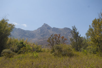 Jungle Hut
