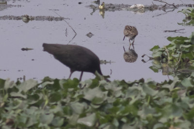 Snipe (likely Common) & Glossy Ibis