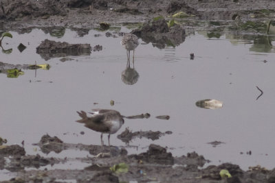 Marsh Sandpiper (along with likely Green)